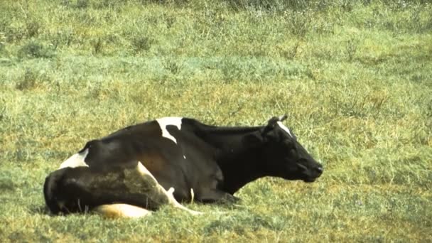 Vaca Descansando Pacíficamente Sobre Hierba Masticando Hierba — Vídeos de Stock