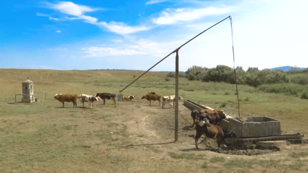 Várias Vacas Grandes Pequenas Poço Campo Dia Verão Quente — Vídeo de Stock