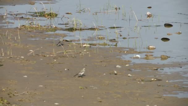 Dos Pajaritos Blancos Orilla Del Pantano Buscan Comida Una Playa — Vídeo de stock