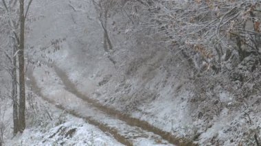 kar kış aylarında kar yağışı orman dar bir yol ile kaplı