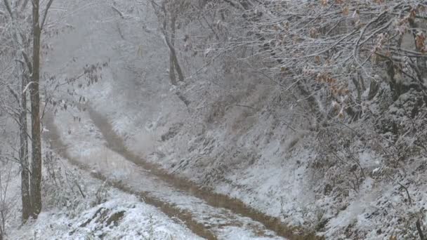 Foresta Innevata Con Una Strada Stretta Inverno Durante Nevicate — Video Stock