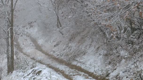 Snötäckta Skogen Med Smal Väg Vintern Snöfall — Stockvideo