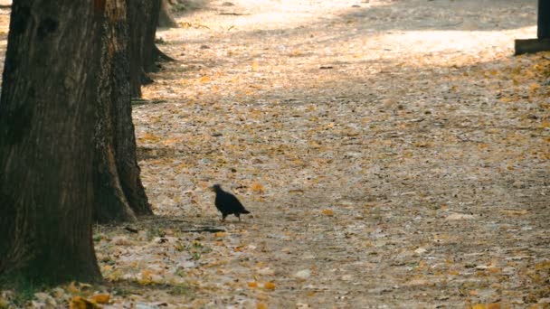 Pombo Solitário Andando Parque Uma Trilha Coberta Com Folhas Outono — Vídeo de Stock