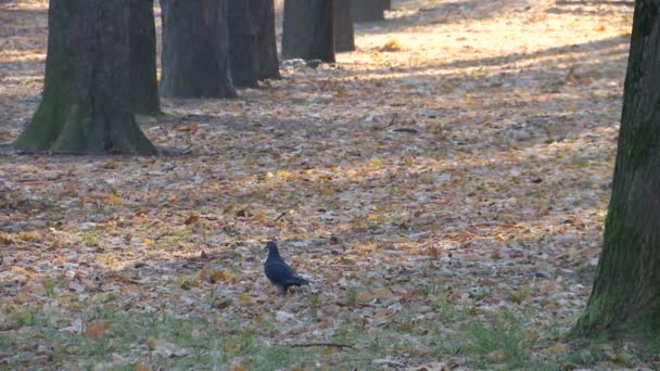 Pombo Solitário Andando Parque Uma Trilha Coberta Com Folhas Outono — Vídeo de Stock