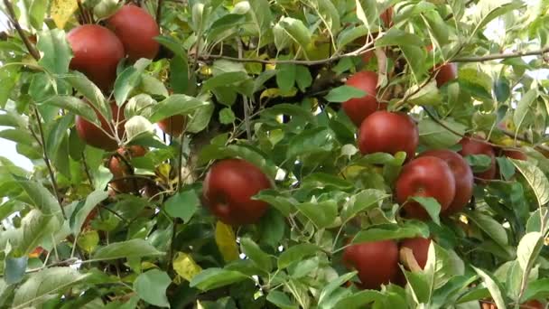 Dettaglio Mele Rosse Sull Albero Autunno Una Giornata Ventosa — Video Stock