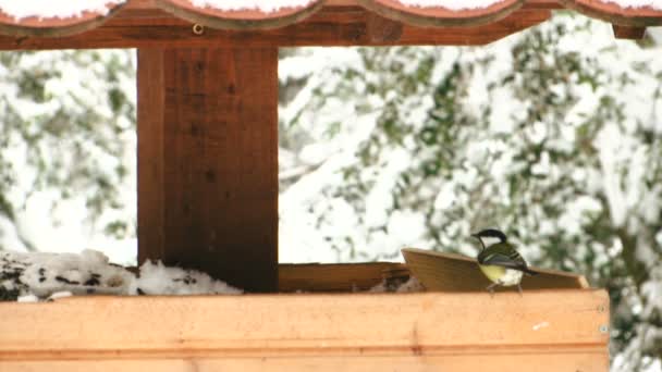 Маленькі Птахи Годівниці Приходять Йдуть Сніжний День — стокове відео