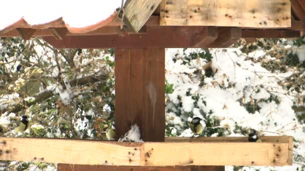 Viele Kleine Vögel Futterhäuschen Kommen Und Gehen Einem Verschneiten Tag — Stockvideo