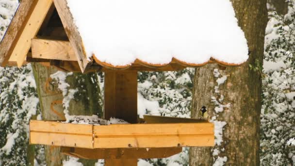 Aves Pequenas Alimentador Inverno Time Feeders Coberto Com Neve — Vídeo de Stock