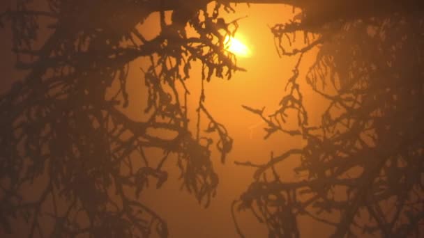 夜间拍摄的树枝覆盖着雪在风中摇曳与柜台的光从灯柱 — 图库视频影像