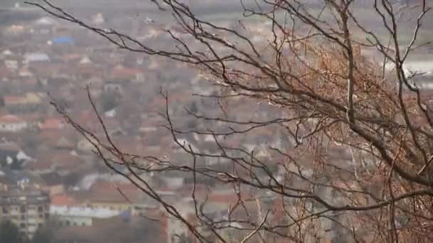 Winter Windy Day Wind Moves Bare Branches Panorama City Background — Stock Video