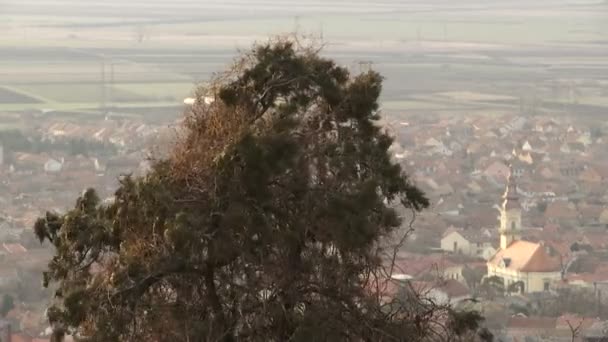 Viento Sopla Sobre Ciudad Viento Sopla Ramas Fondo Una Parte — Vídeos de Stock