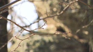 dalları tomurcukları bir kayaya - ayrıntı ile gelen değişiklikleri odak