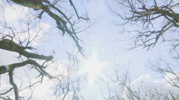 pousse inclinée depuis les troncs d'arbres sur la roche avec le soleil dans le cadre - journée d'hiver avec des arbres sans feuilles 