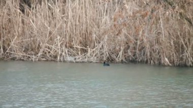 kış saatinde kamış yanında su üzerinde vahşi ördek Yüzme