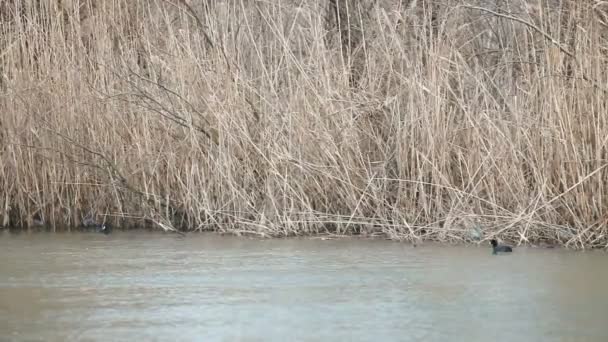 Patos Salvajes Nadando Agua Junto Caña Busca Comida — Vídeos de Stock