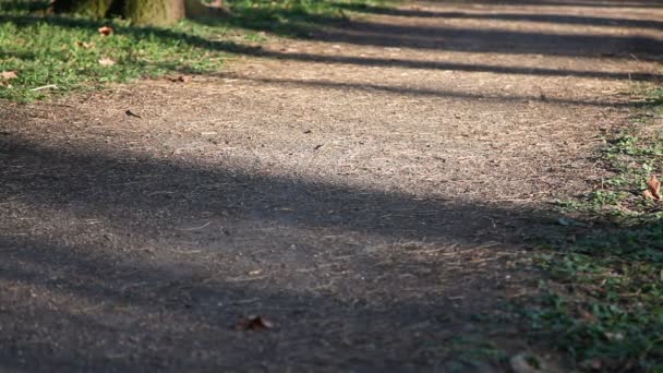女人穿着运动服沿着公园里的小径走着 晨阳和长长的阴影 — 图库视频影像