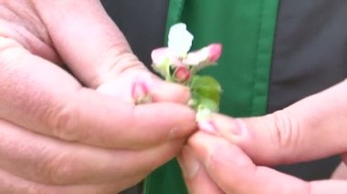 elinde elma çiçeği don sonuçlarını gösteren