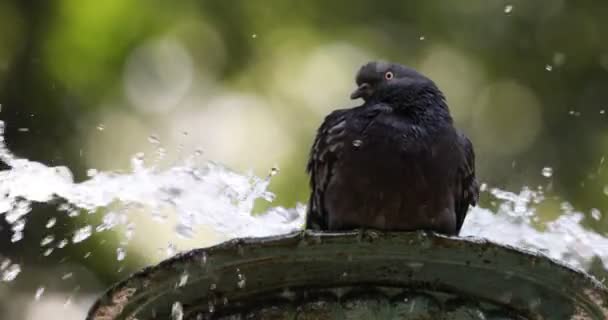 Una Paloma Negra Una Fuente Con Agua Rociada Por Todos — Vídeos de Stock