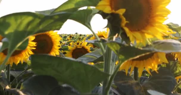 Camera Wandelen Een Zonnebloem Veld — Stockvideo