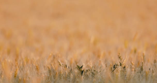 Espiga Trigo Campo Profundidad Superficial Del Campo Cambio Enfoque — Vídeos de Stock