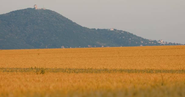 Campos Oro Trigo Maduro Con Montañas Fondo — Vídeos de Stock