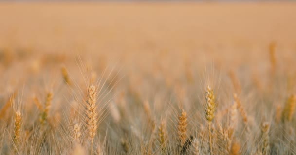Пшеничное Поле Изменение Фокуса Фона Передний План Закрыть — стоковое видео