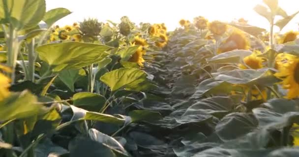 Kamera Arka Planda Güneş Ile Çiçekli Ayçiçeği Alanında Yürüyor — Stok video
