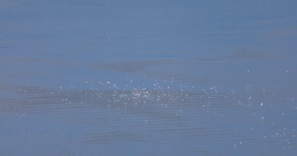 Bandada Gaviotas Mar Vista Ángulo Alto — Vídeos de Stock