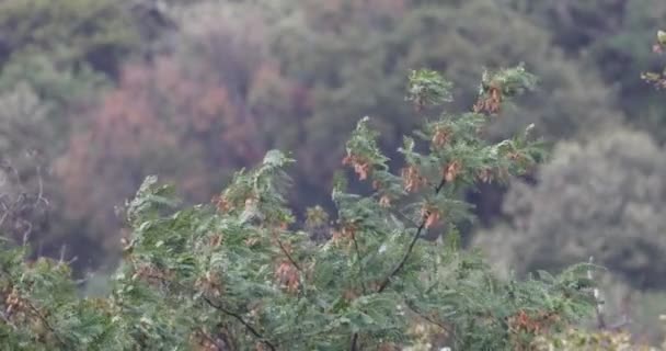 Groene Takken Bladeren Boom Buigen Wind Het Bos — Stockvideo