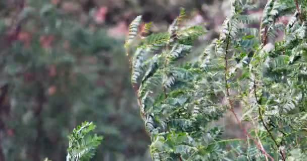 森の強い風 緑の枝と木の葉が風に曲げ — ストック動画
