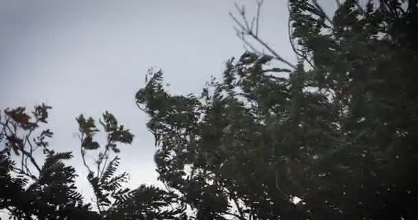 被强风弯曲的山梨树枝 — 图库视频影像