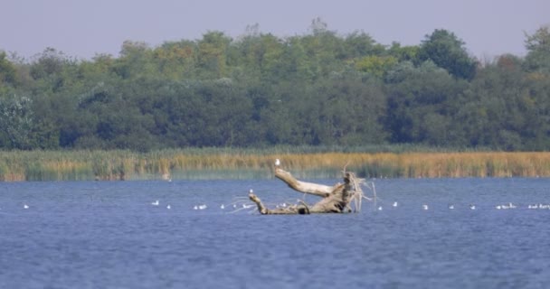 Водно Болотні Угіддя Білими Птахами Воді Сонячний День — стокове відео