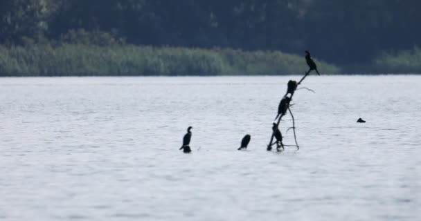 Verschillende Wilde Eenden Een Droge Tak Boven Water Natuurlijke Habitat — Stockvideo