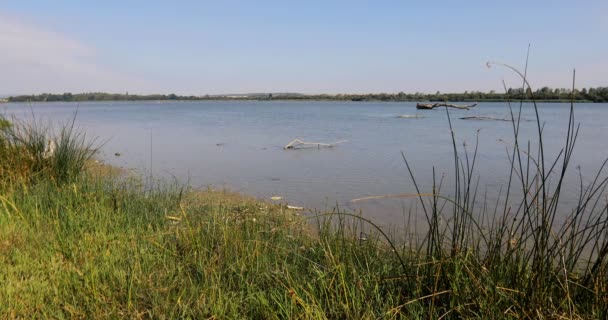 Uitzicht Het Moeras Vanaf Kust Zonnige Dag Zomer — Stockvideo