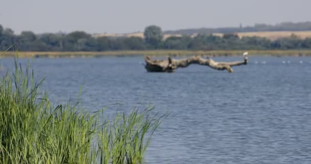 Vidvinkel Sköt Våtmarker Med Fokus Våtmarksväxter Vid Kusten Och Bakgrunden — Stockvideo