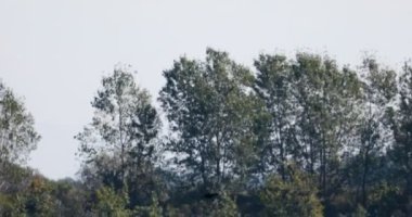 arka planda ağaçlarla dolu bir kıyı şeridi ile su üzerinde yabani kazuçuş