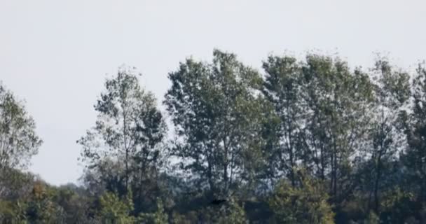 Flug der Wildgänse über das Wasser mit einem Ufer voller Bäume im Hintergrund