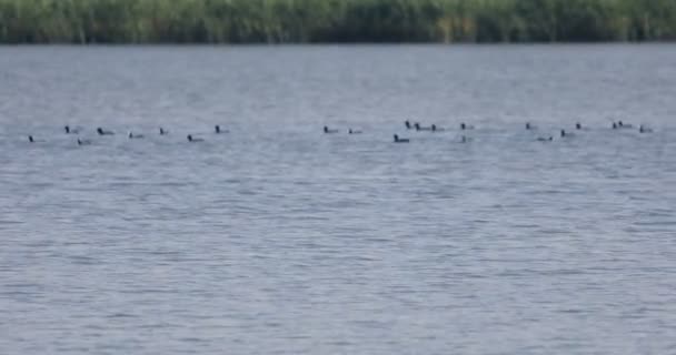 Чорні Дикі Качки Пливуть Воді Один Летить Над Ними — стокове відео