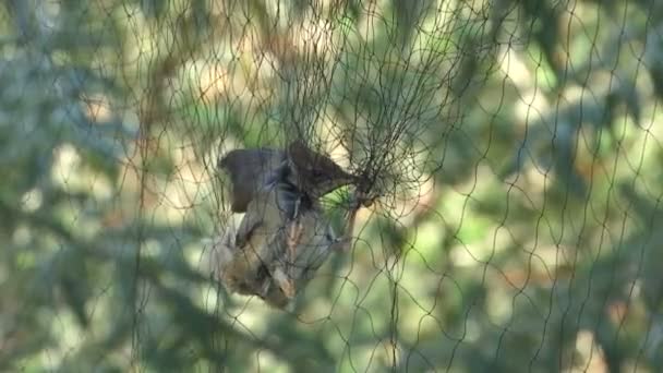 Primer Plano Pajarito Atrapado Una Red Tratando Liberarse — Vídeos de Stock