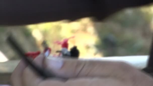 Homem Analisa Pequeno Pássaro Suas Mãos Olhando Para Penas Comprimento — Vídeo de Stock