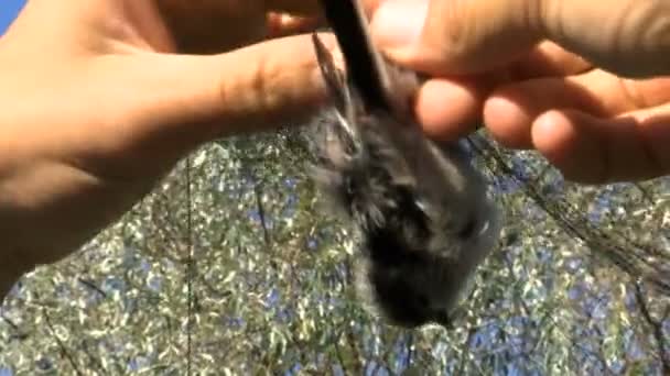 Man Helps Hands Little Bird Free Itself Net — Stock Video