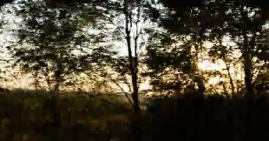 güneş hareket halindeki ağaç tepelerinden doğar - araba sürme