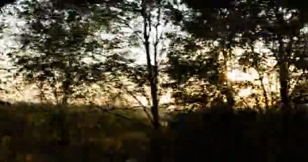 le soleil se lève à travers la cime des arbres en mouvement - conduite automobile 