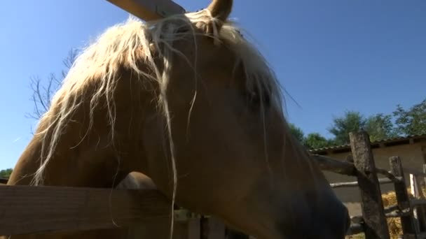 Huvudet Häst Skjuten Underifrån Med Solen Bakgrundsljus — Stockvideo