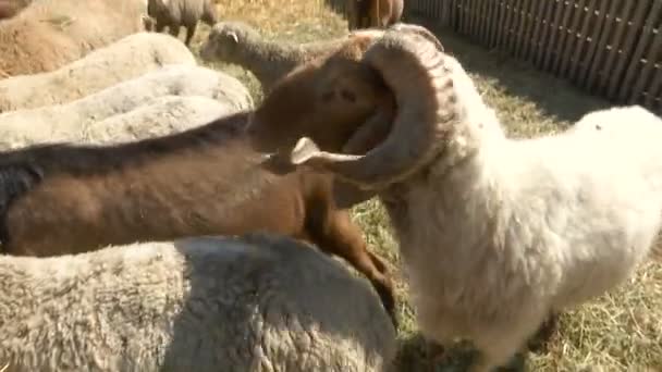 Ram Large Curved Horns Sheep Barn — Stock Video
