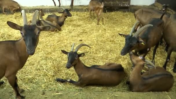 Cabras Marrones Granero Quedan Quietos Sientan Paja — Vídeo de stock