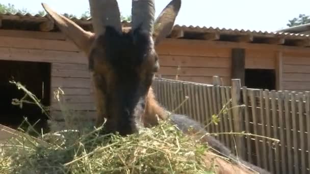 Head Goat Eating Straw Barn — Stock Video