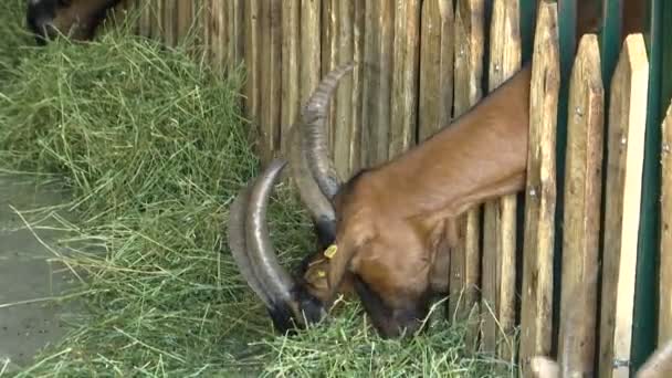 褐色のヤギは納屋の柵を通って頭でわらを食べる — ストック動画