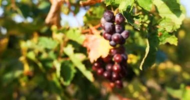 Yakından bakınca, sonbaharda dallara asılı siyah olgun üzümlerden oluşan kümeler var. 25 fps