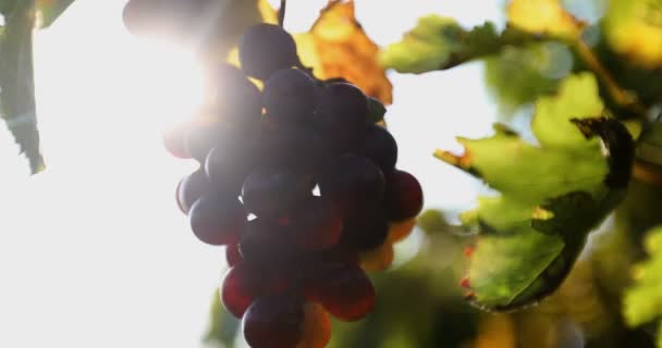 Sun Breaks Cluster Ripe Grapes Autumn Close Shot — Stock Video